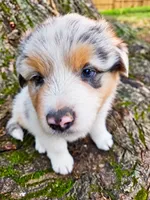 Morgan Wallen, a male Australian Shepherd for sale in Mabel, MN – 9 of 10