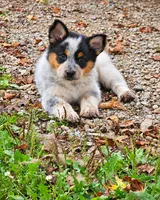 ACE, a female Australian Shepherd for sale in Mabel, MN – 3 of 10