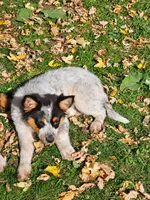 ACE, a female Australian Shepherd for sale in Mabel, MN – 9 of 10