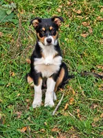 DIESEL, a male Australian Shepherd for sale in Mabel, MN – 4 of 10