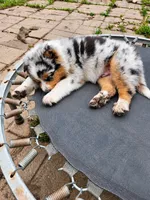 TURBO, a male Australian Shepherd for sale in Mabel, MN – 7 of 10