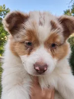 ROCKET , a male Australian Shepherd for sale in Mabel, MN – 8 of 10