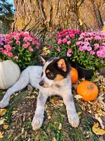 ACE, a female Australian Shepherd for sale in Mabel, MN – 6 of 10