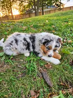 TURBO, a male Australian Shepherd for sale in Mabel, MN – 5 of 10