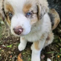 Rapunzel, a female Australian Shepherd for sale in Mabel, MN – Photo 6 of 10