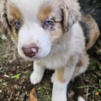 Rapunzel, a female Australian Shepherd for sale in Mabel, MN – Photo 7 of 10