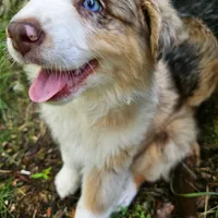 Rapunzel, a female Australian Shepherd for sale in Mabel, MN – Photo 3 of 10
