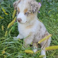 Rapunzel, a female Australian Shepherd for sale in Mabel, MN – Photo 8 of 10