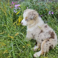 Rapunzel, a female Australian Shepherd for sale in Mabel, MN – Photo 10 of 10