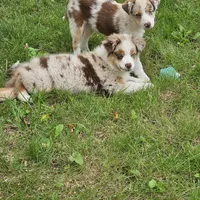 Rapunzel, a female Australian Shepherd for sale in Mabel, MN – Photo 9 of 10