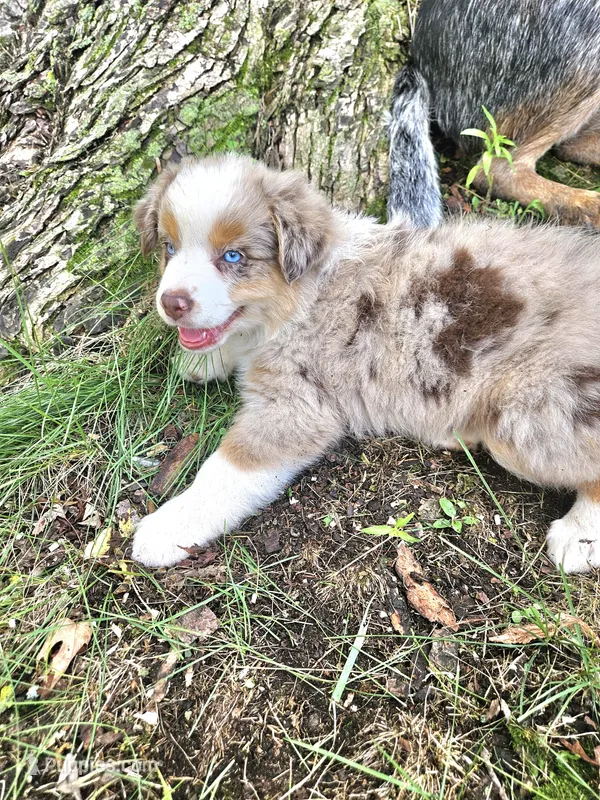 Rapunzel, a female Australian Shepherd for sale in Mabel, MN – Photo 1 of 10
