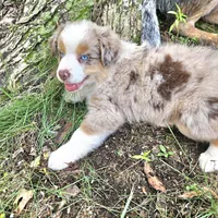 Rapunzel, a female Australian Shepherd for sale in Mabel, MN – Photo 1 of 10
