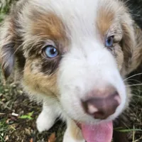 Rapunzel, a female Australian Shepherd for sale in Mabel, MN – Photo 4 of 10