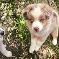 Rapunzel, a female Australian Shepherd for sale in Mabel, MN – Photo 5 of 10