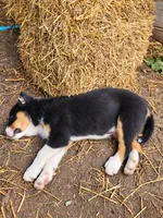 DIESEL, a male Australian Shepherd for sale in Mabel, MN – 4 of 10
