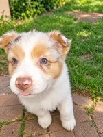 ROCKET , a male Australian Shepherd for sale in Mabel, MN – 2 of 10