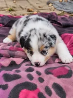 Ella Langley, a female Australian Shepherd for sale in Mabel, MN – 3 of 7
