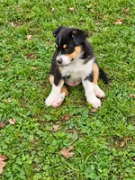 DIESEL, a male Australian Shepherd for sale in Mabel, MN – 8 of 10