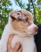 Megan Maroney, a female Australian Shepherd for sale in Mabel, MN – 2 of 5