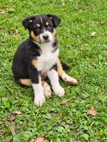 DIESEL, a male Australian Shepherd for sale in Mabel, MN – 1 of 10