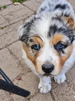 TURBO, a male Australian Shepherd for sale in Mabel, MN – 2 of 10