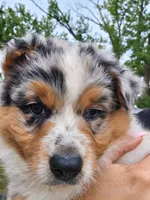 TURBO, a male Australian Shepherd for sale in Mabel, MN – 9 of 10