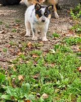 ACE, a female Australian Shepherd for sale in Mabel, MN – 7 of 10