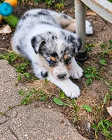 Miranda Lambert, a female Australian Shepherd for sale in Mabel, MN – 3 of 7