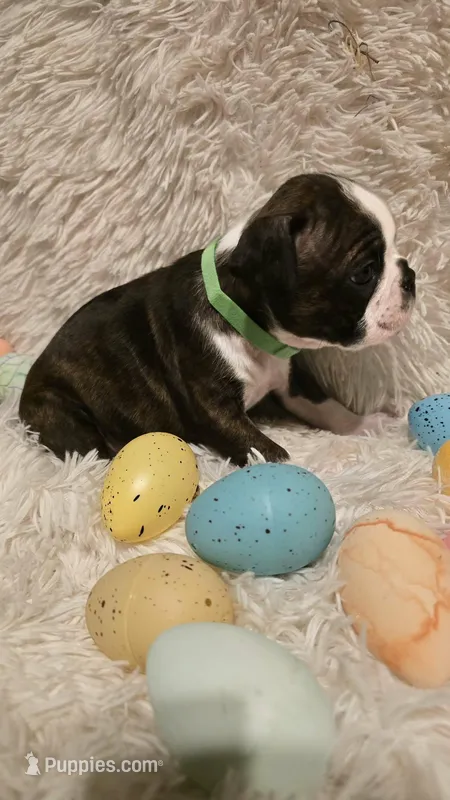 Green Boy – Boston Terrier puppy for sale in Graham, WA