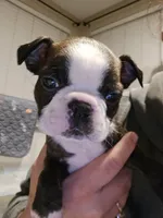 Black Boy, a male Boston Terrier for sale in Graham, WA – Photo 5 of 5