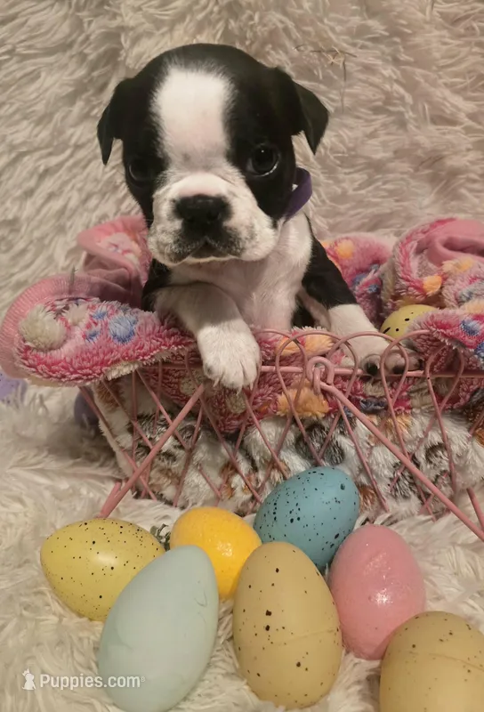 Purple Girl – Boston Terrier puppy for sale in Graham, WA