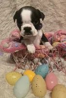 Purple Girl, a male Boston Terrier for sale in Graham, WA – Photo 1 of 5