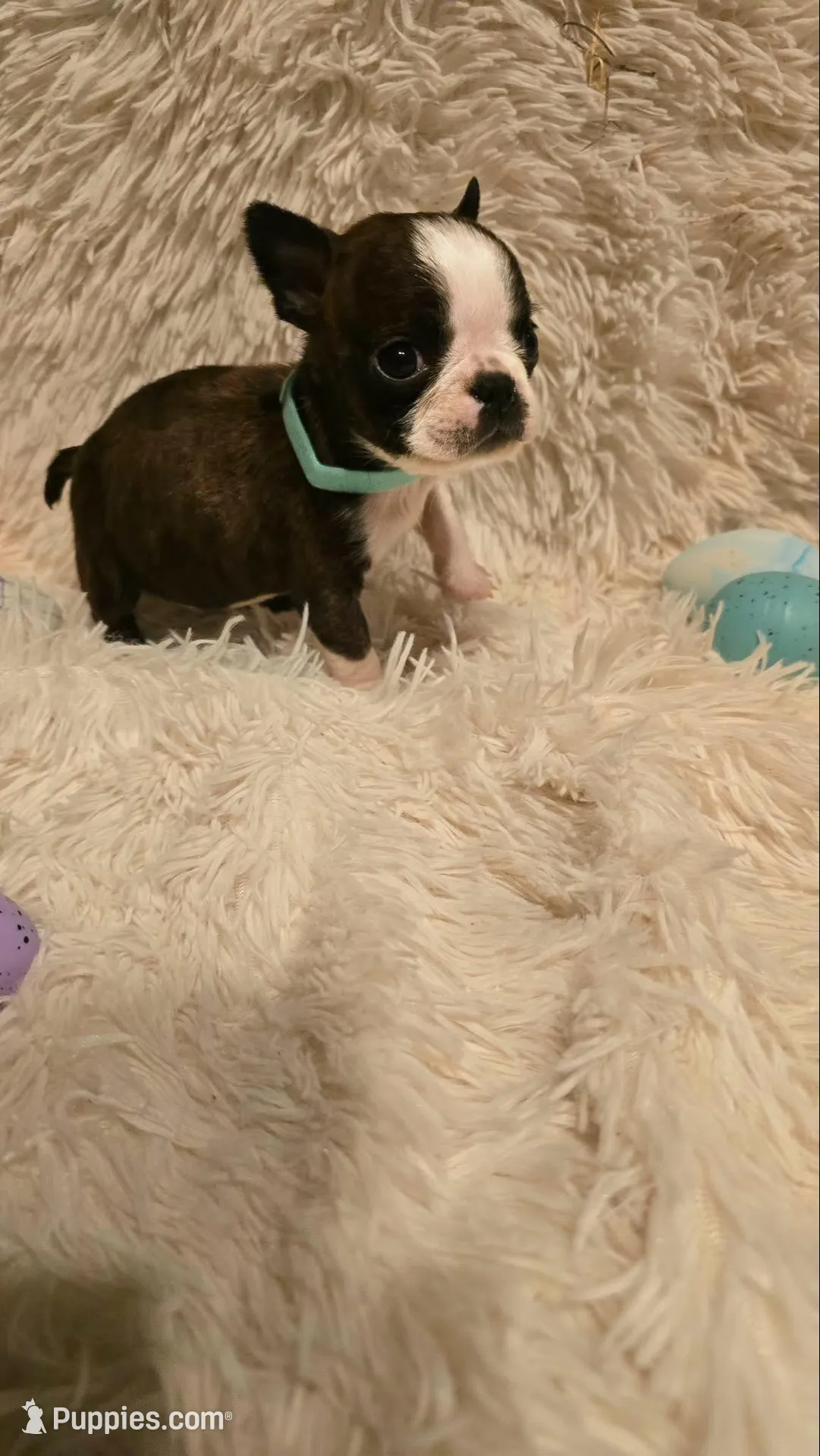 Teal Boy – Boston Terrier puppy for sale in Graham, WA