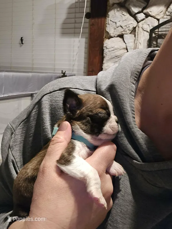 Teal Boy, a male Boston Terrier for sale in Graham, WA – Photo 1 of 4