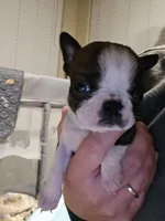 Teal Boy, a male Boston Terrier for sale in Graham, WA – Photo 3 of 4