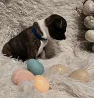 Blue Boy, a male Boston Terrier for sale in Graham, WA – Photo 5 of 7