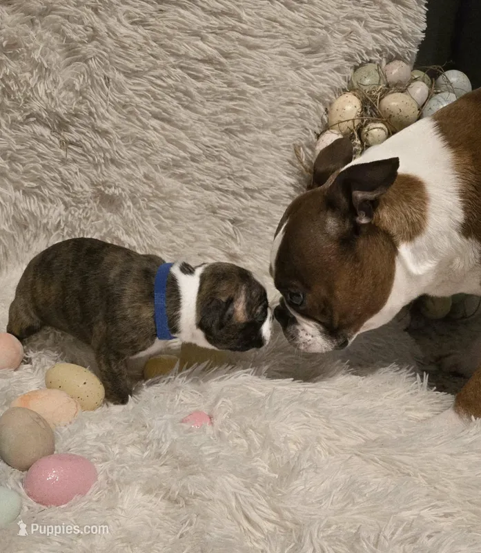 Blue Boy – Boston Terrier puppy for sale in Graham, WA