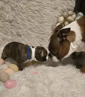 Blue Boy, a male Boston Terrier for sale in Graham, WA – Photo 1 of 7