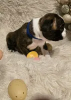 Blue Boy, a male Boston Terrier for sale in Graham, WA – Photo 4 of 7