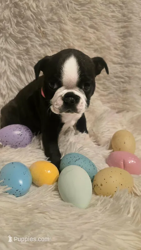 Pink Girl – Boston Terrier puppy for sale in Graham, WA