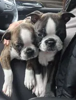 Pink Girl, a male Boston Terrier for sale in Graham, WA – 1 of 8