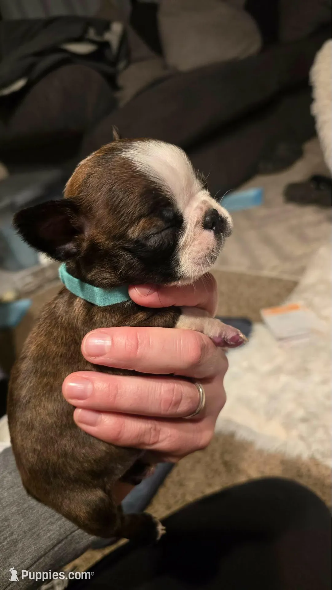 Teal Boy, a male Boston Terrier for sale in Graham, WA – Photo 2 of 4