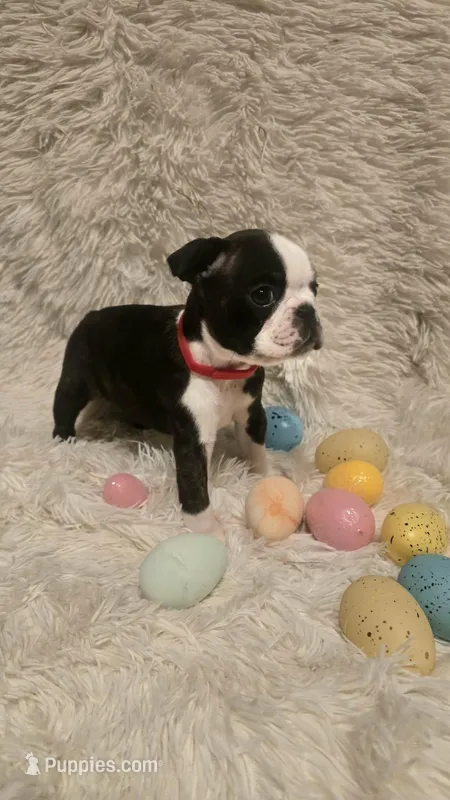 Red Boy – Boston Terrier puppy for sale in Graham, WA