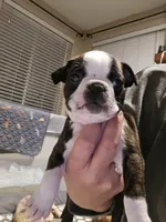 Red Boy, a male Boston Terrier for sale in Graham, WA – Photo 5 of 6