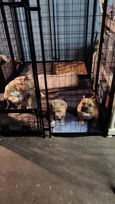 Facility video