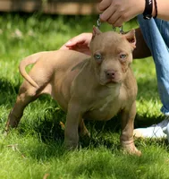 HONEY, a female American Bully for sale in Monroe, MI – 1 of 6