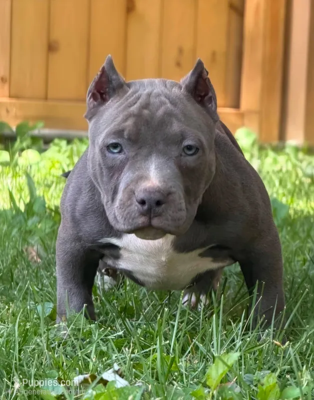 AURA  – American Bully puppy for sale in Monroe, MI