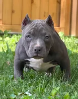 AURA , a female American Bully for sale in Monroe, MI – 1 of 7