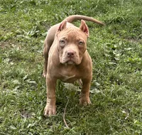 HONEY, a female American Bully for sale in Monroe, MI – 1 of 8