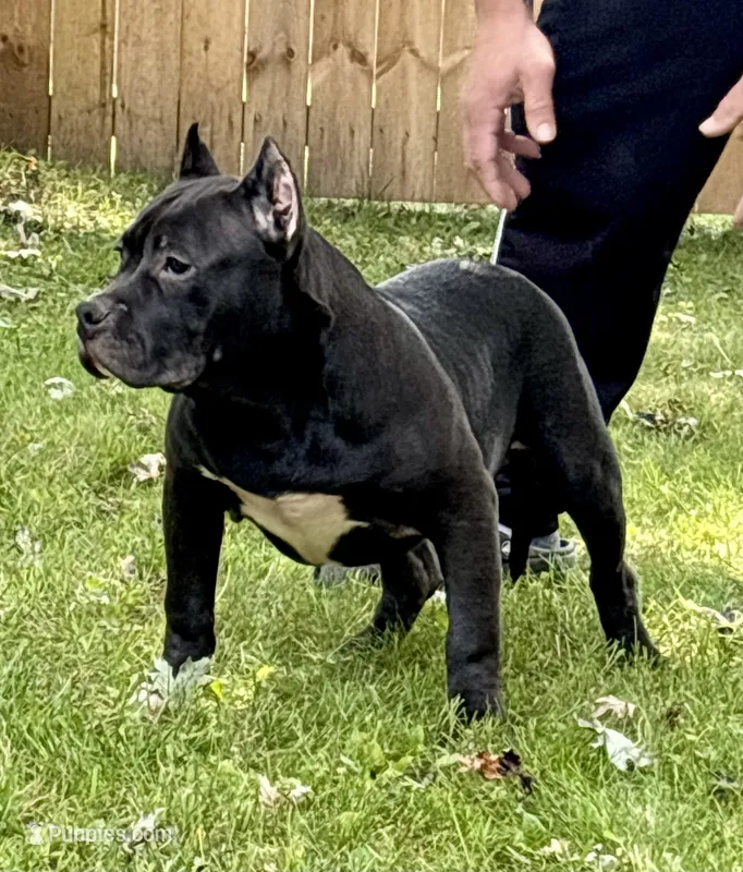 PRODIGY – American Bully puppy for sale in Monroe, MI